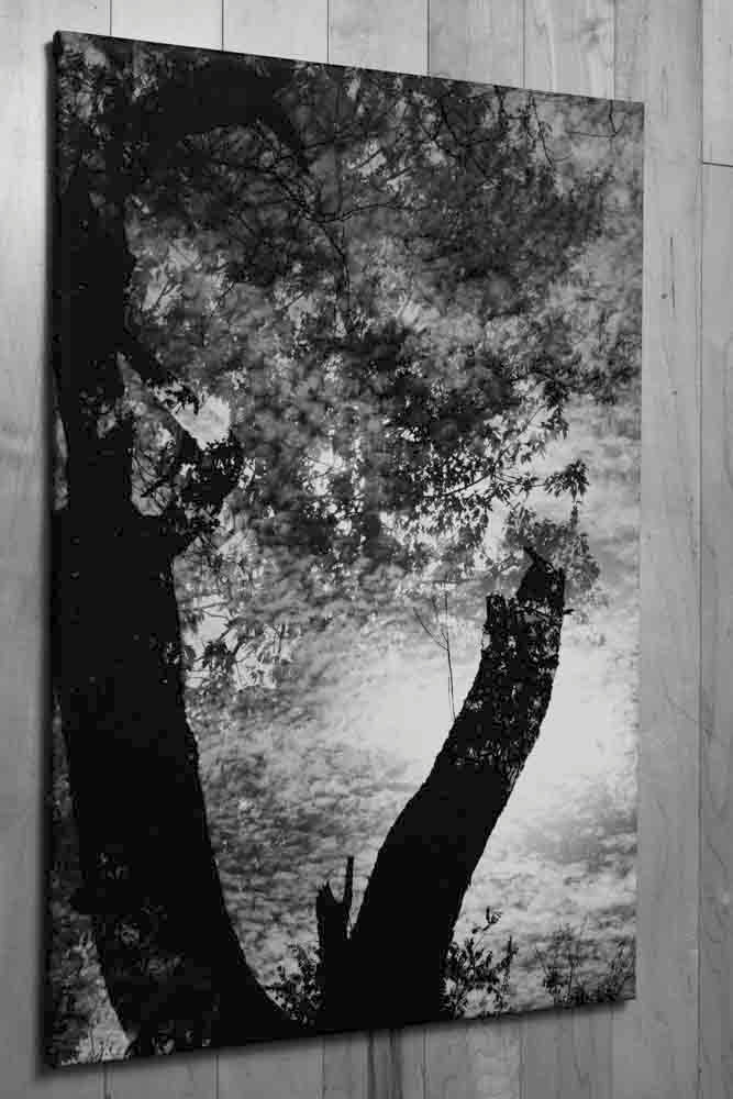 V-Tree Limited Edition Print
