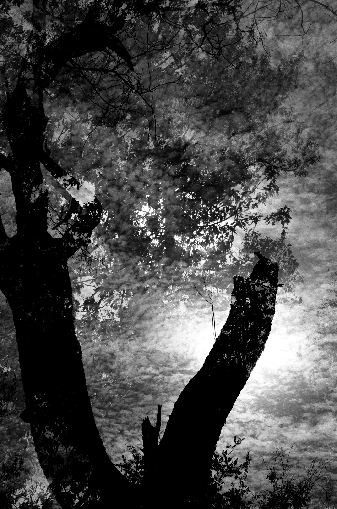 V Tree Limited Edition Print ELEKTRYXX v-tree-limited-edition-print-elektryxx