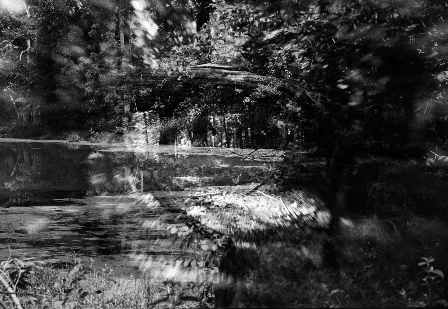 Black and white image of a forest with a path