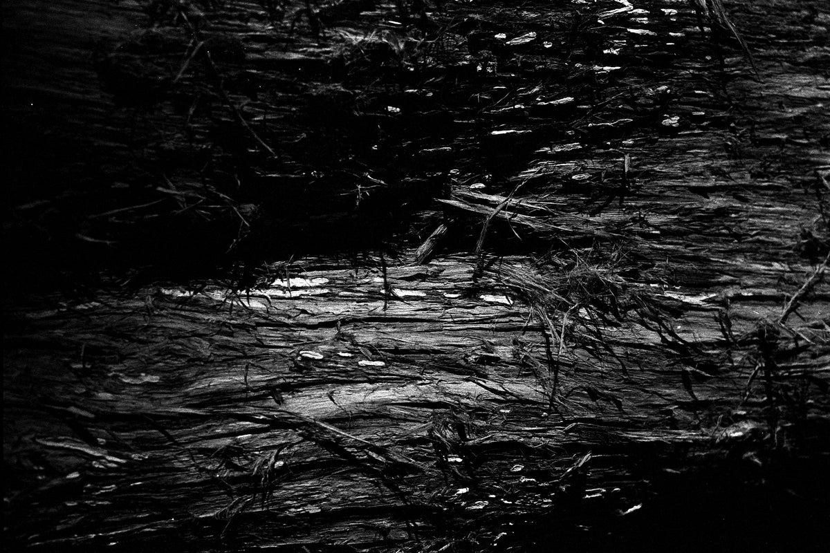 Tree Trunk