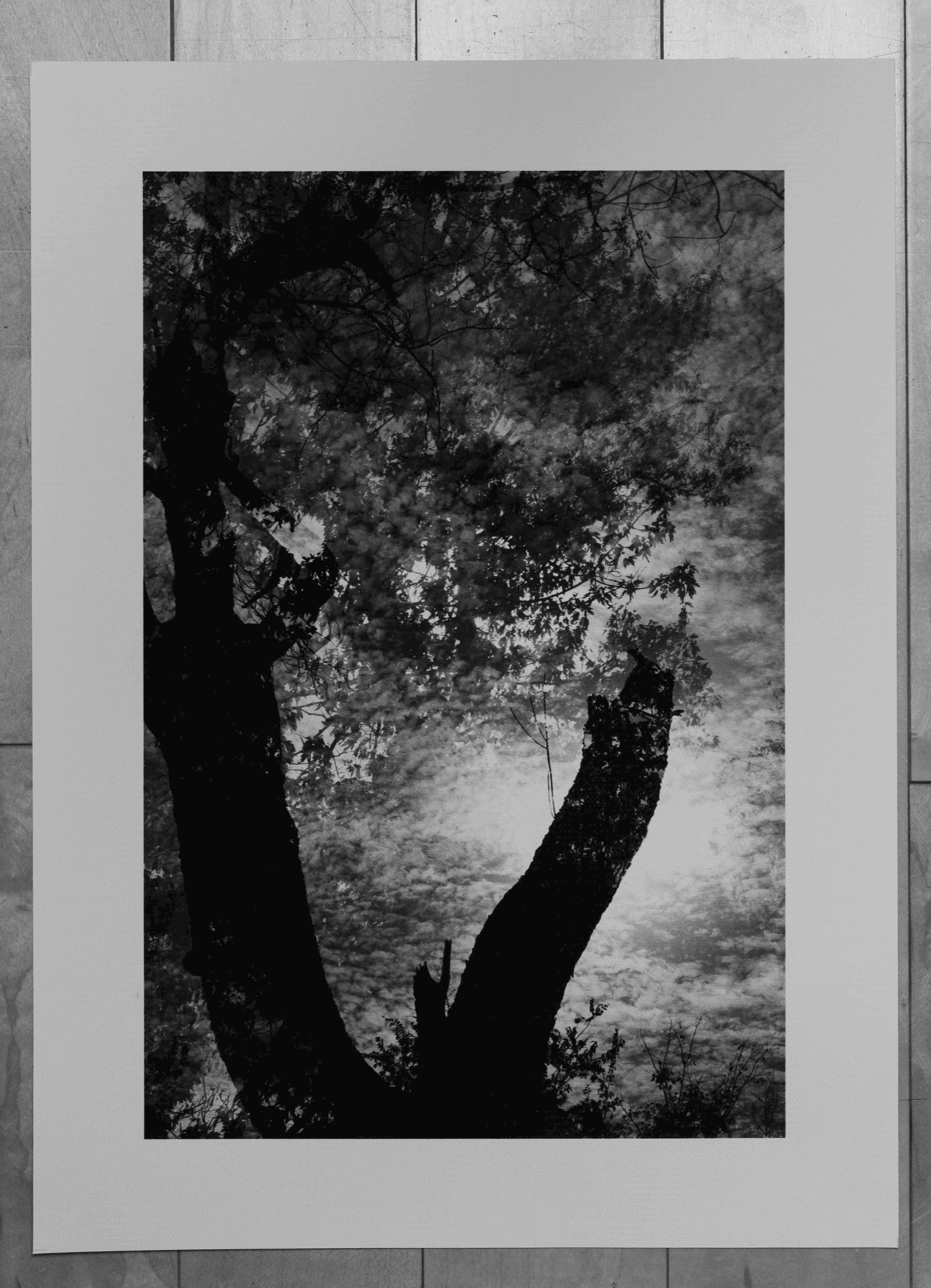 Framed black and white print of a tree silhouette against a textured background